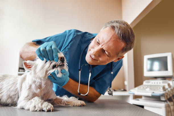 Best Emergency Dental Extractions in Carthage, NY